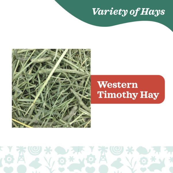Oxbow Western Timothy Hay (40oz) - Image 4