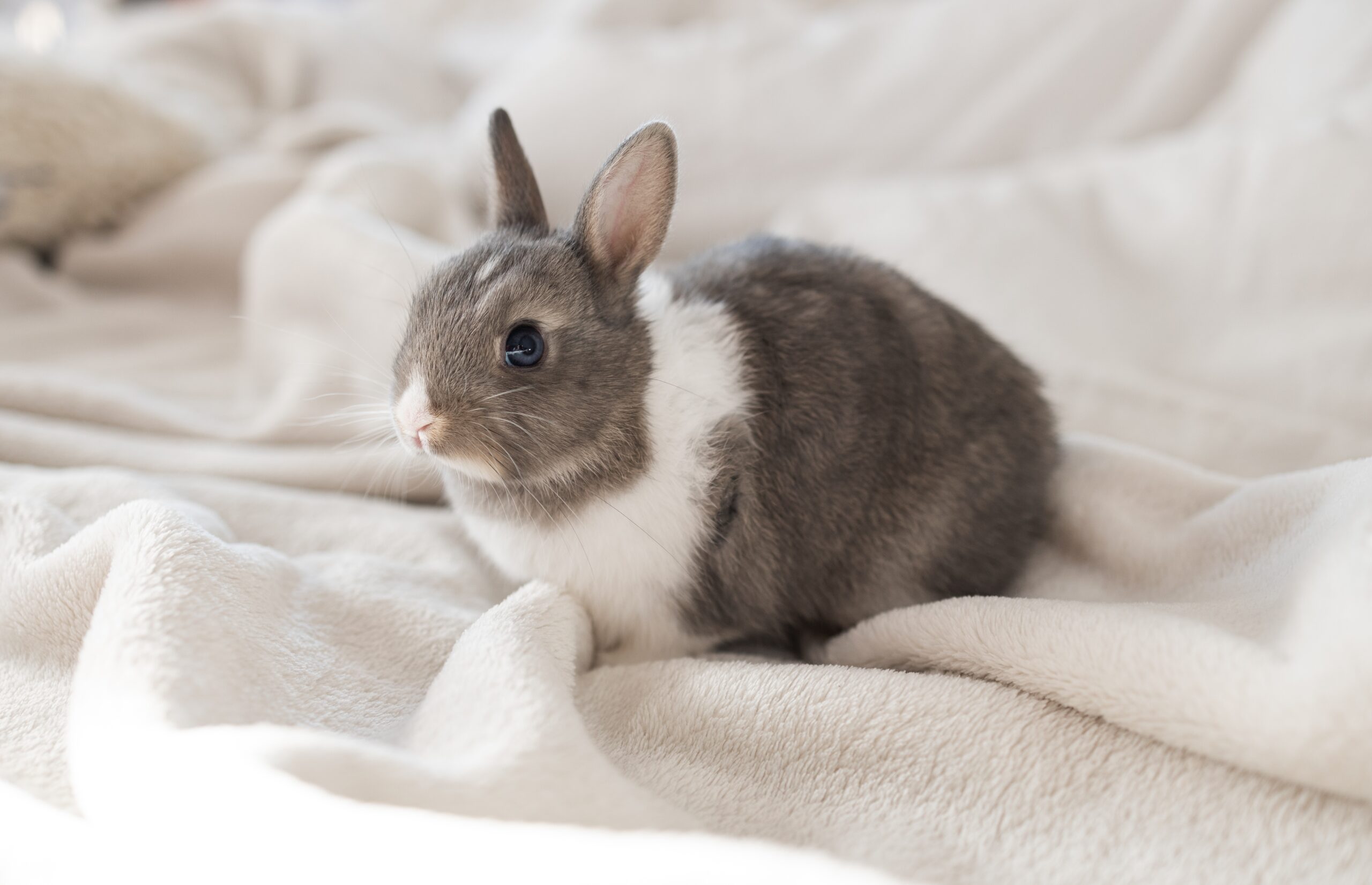 bunny boarding better services | Samlex SG