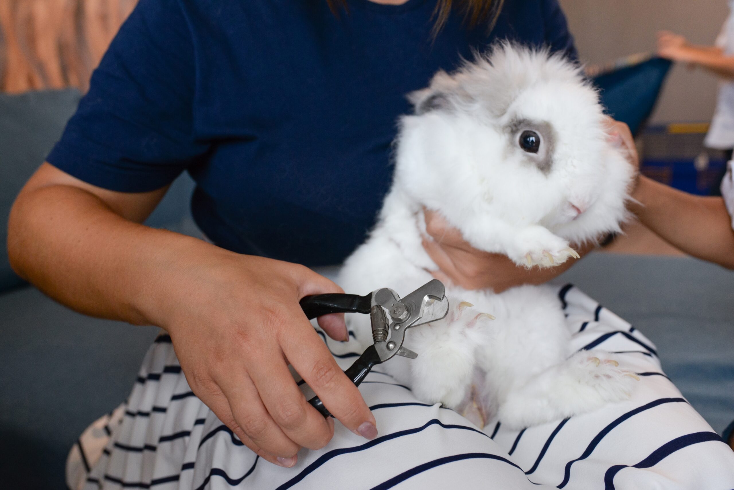 rabbit grooming services essential | Samlex SG