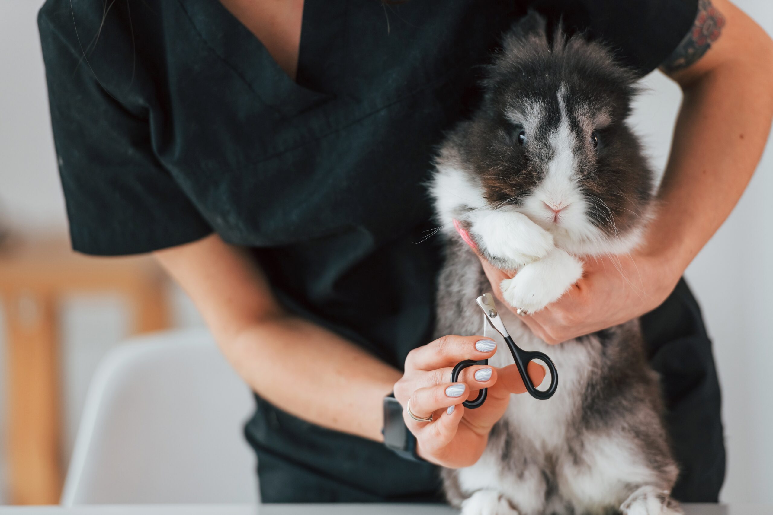 stressed rabbit full grooming | Samlex SG