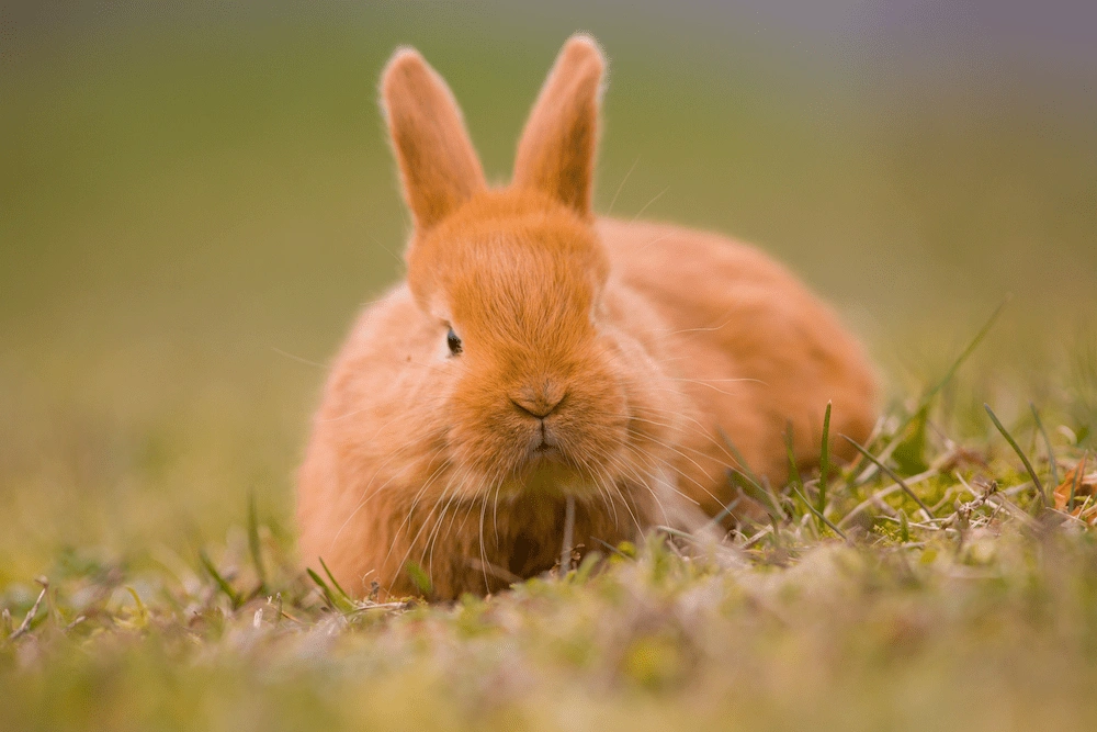 temper rabbit boarding services | Samlex