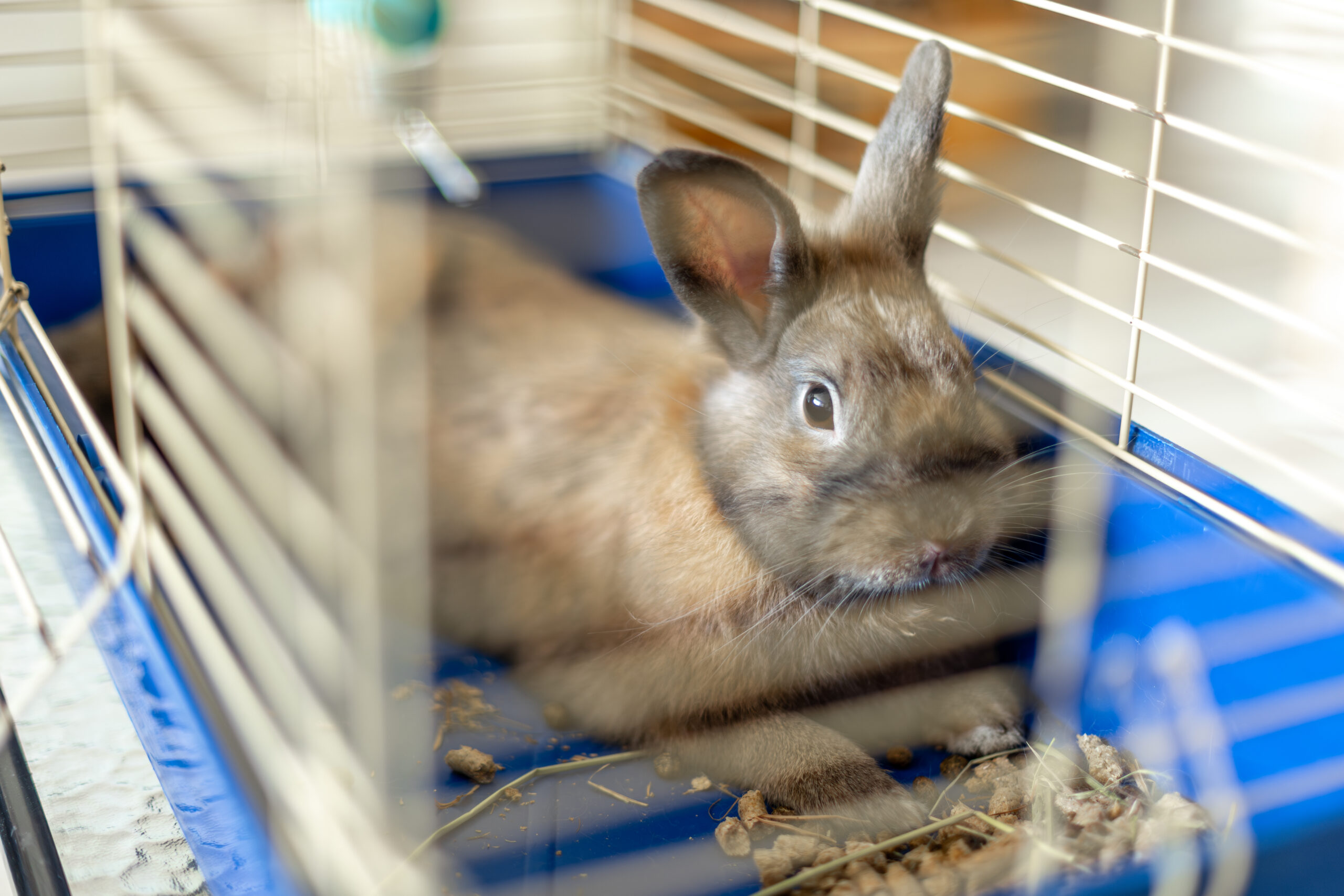 Why Professional Rabbit Boarding Services Matter for Your Pet’s Health and Comfort