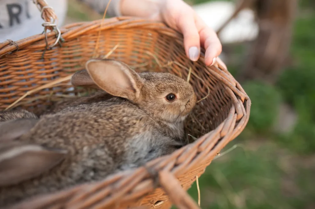 Girl preparing her rabbit for holidays highlighting grooming for bunny boarding and gentle handling