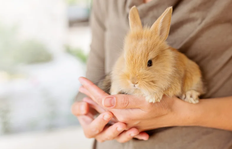 Baby rabbit in farmer’s hands highlighting grooming for rabbit and safe care
