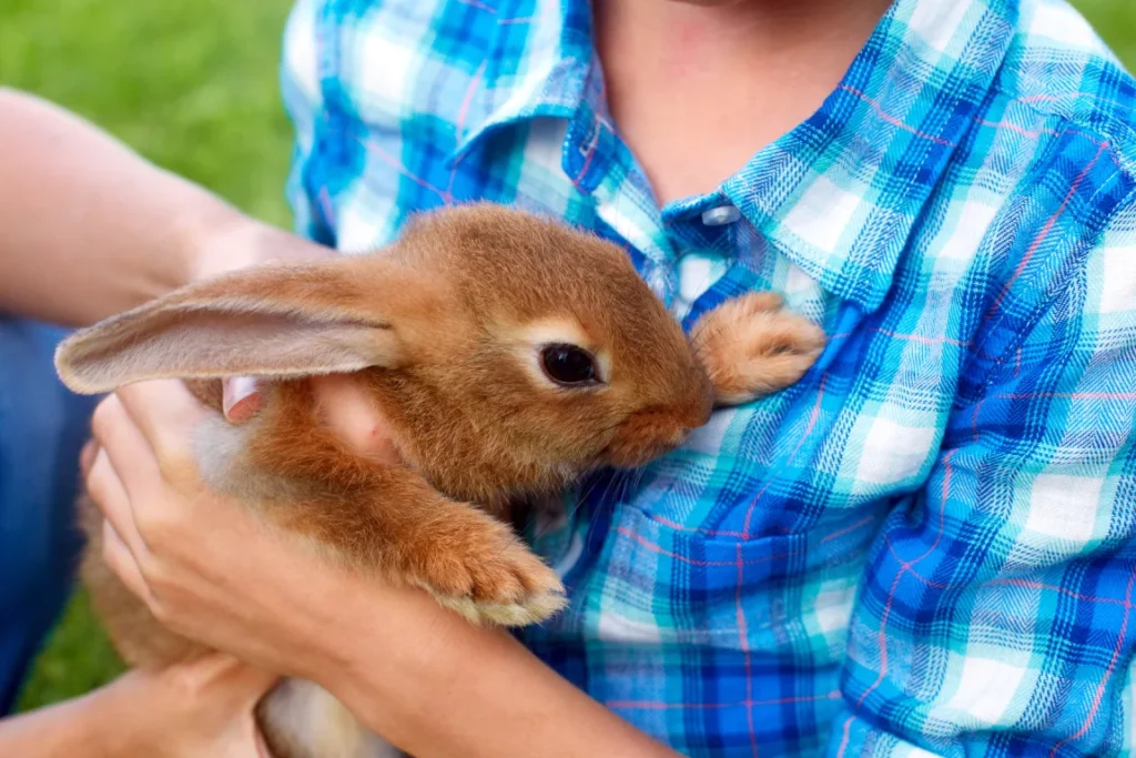 Brown rabbit sitting in a man’s hands showing grooming for rabbit before travel