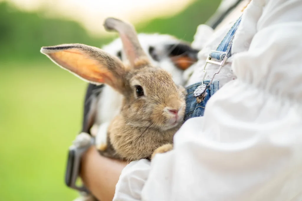 Girl holding her rabbit demonstrating grooming for bunny boarding and safe pet handling
