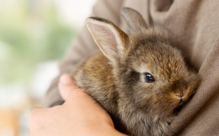  Child cradling fluffy bunny emphasizing grooming for bunny boarding and pre-holiday care