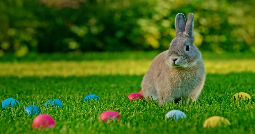 Gray rabbit among Easter decorations showing grooming for bunny boarding before festive holidays