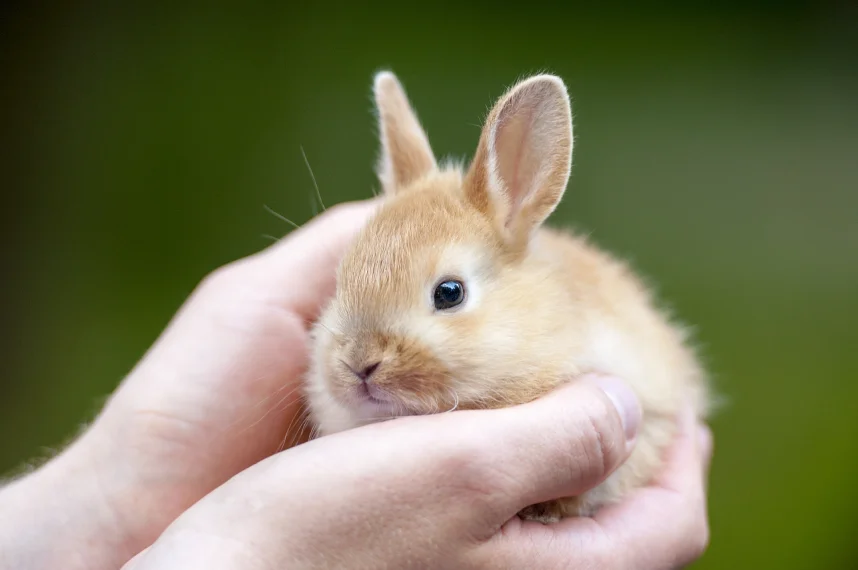 Man holding a rabbit in his arms emphasizing grooming for rabbit before boarding