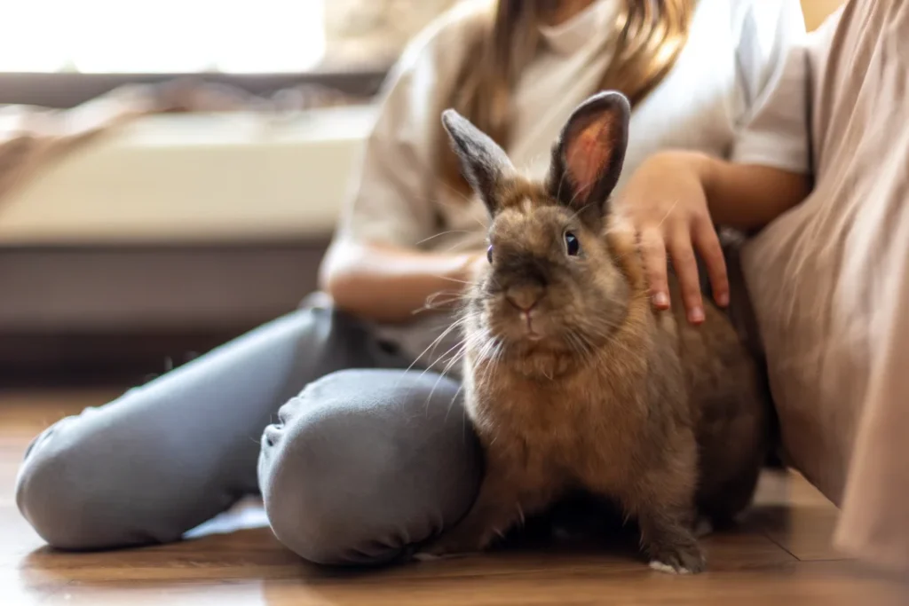Little girl playing with her pet rabbit demonstrating grooming for rabbit and handling tips