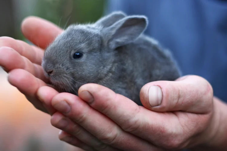  Small gray fluffy rabbit held gently in hands, highlighting safety in a rabbit boarding service
