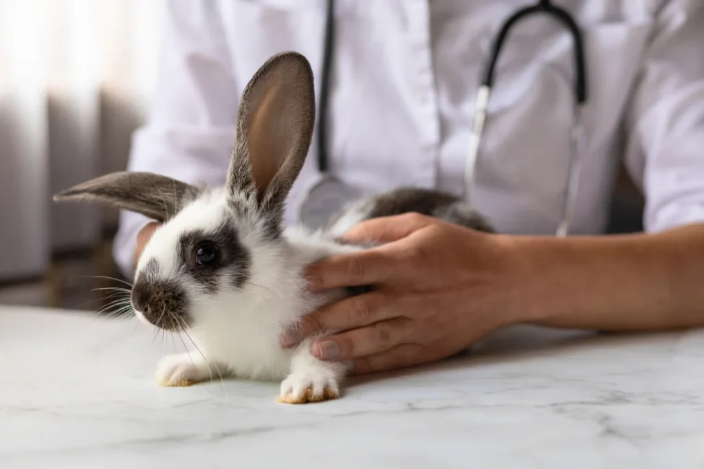 Veterinarian examining a small rabbit, demonstrating professional care at a rabbit boarding service
