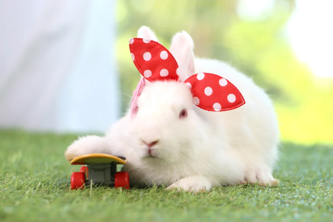 White rabbit enjoying playtime illustrating grooming for bunny boarding tips and holiday care