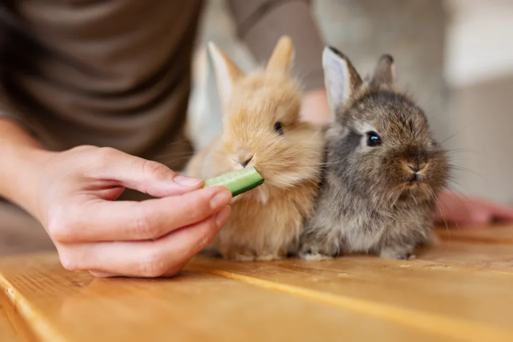 Woman feeding gray rabbit cucumber showing grooming for rabbit and nutrition preparation