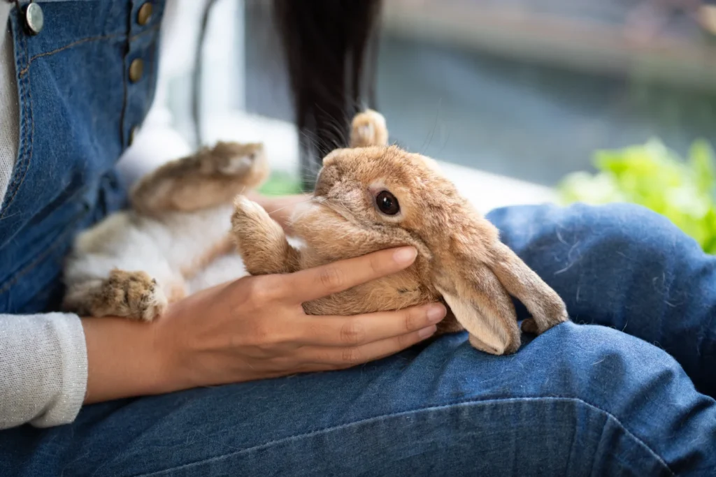 Young woman relaxing at home with her pet rabbit, showcasing trust in a rabbit boarding service
