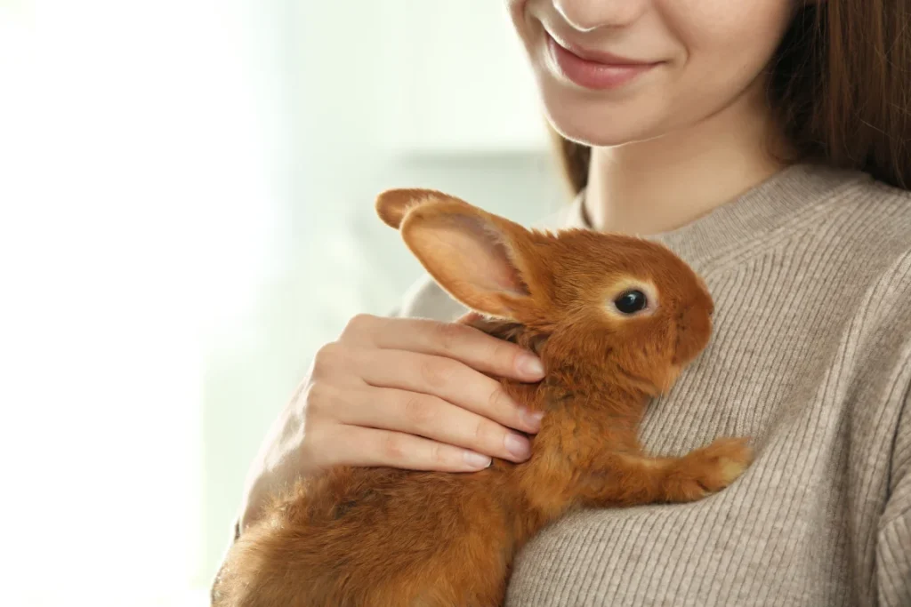 Young woman holding an adorable rabbit indoors, representing comfort and care at a rabbit boarding service